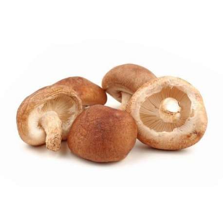 BOLET SHITAKE GRANEL BOLET SHITAKE GRANEL