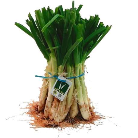 CALÇOTS D.O.VALLS ( 25u)